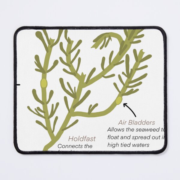 Item preview, Knotted Wrack designed and sold by CoastalArts.
