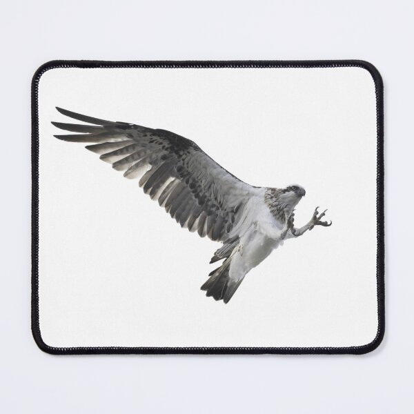 Item preview, Eastern Osprey transparent sticker designed and sold by Ozjanette90.