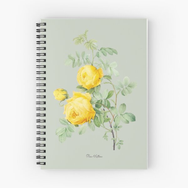Aperçu de l'œuvre Rose Jaune de Soufre + Nom scientifique des Roses créée et vendue par 29Bumblebee.