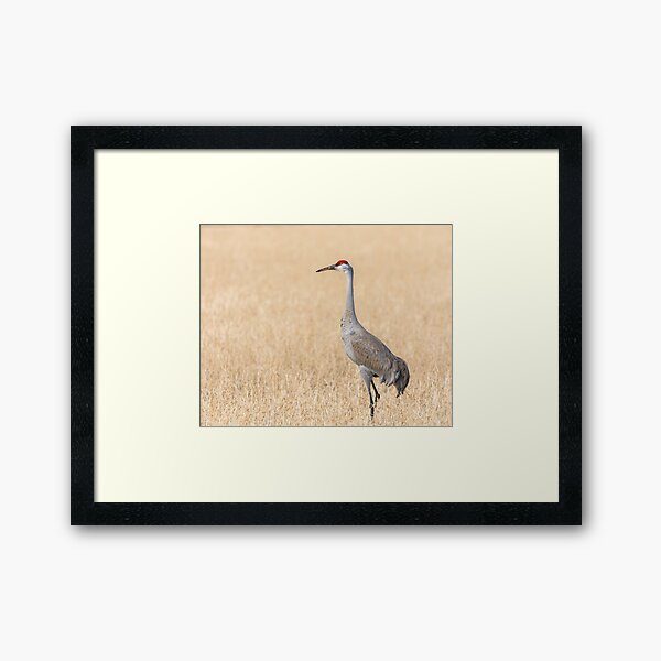 Item preview, Sandhill Crane 2018-1 designed and sold by Thomasyoung.