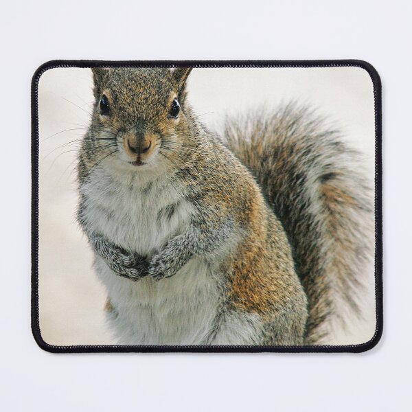 Item preview, Gray Squirrel designed and sold by Cindi Ressler.