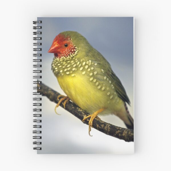 Item preview, Star Finch designed and sold by Krys Bailey.