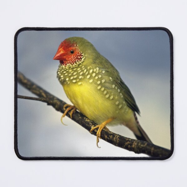 Item preview, Star Finch designed and sold by Krys Bailey.