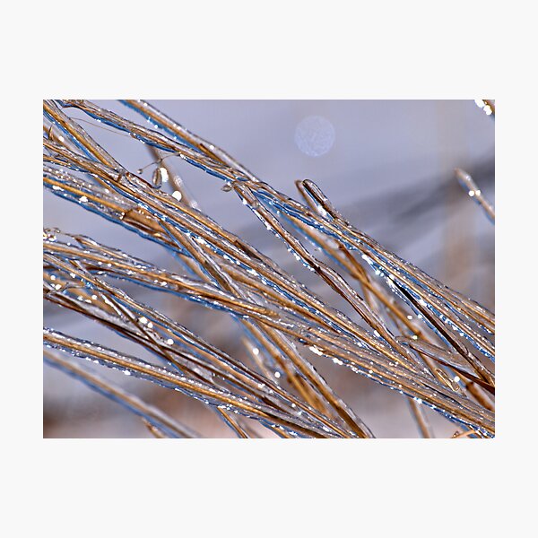 The Weight of Winter Photographic Print