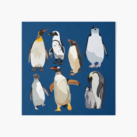 King Penguin Club Penguin Original Penguin Clothing PNG, Clipart, Animals,  Beak, Bird, Clothing, Club Free PNG