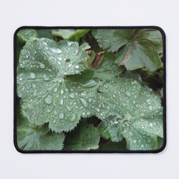Item preview, Raindrops are like sparkling gems on leaves designed and sold by tshuki.