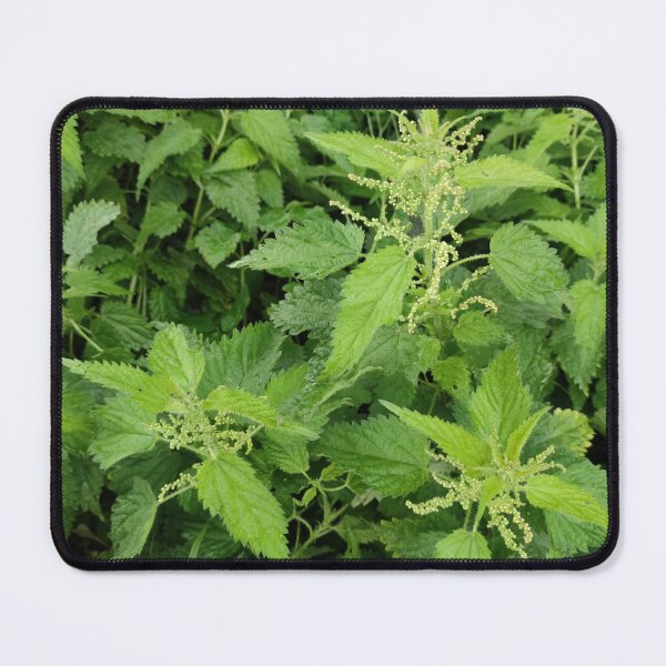 Item preview, Blooming Netles in fall - still as lively as ever designed and sold by tshuki.