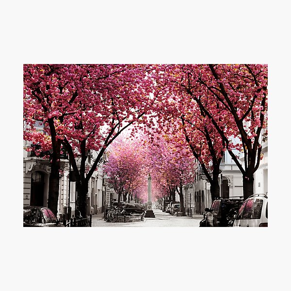 Cherry blossom Bonn, best day in spring Photographic Print