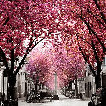 Vorschaubild zum Design Kirschblüte Bonn, Bester Tag im Frühling von VictoriaBonn