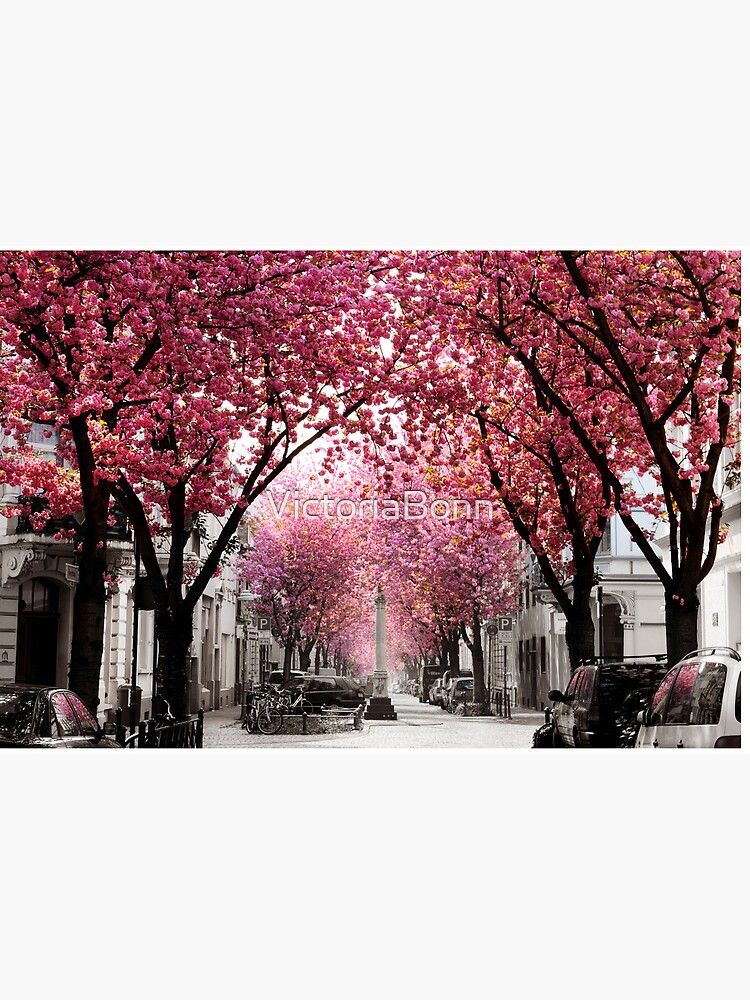 Thumbnail 2 von 2, Galeriedruck, Kirschblüte Bonn, Bester Tag im Frühling designt und verkauft von VictoriaBonn.