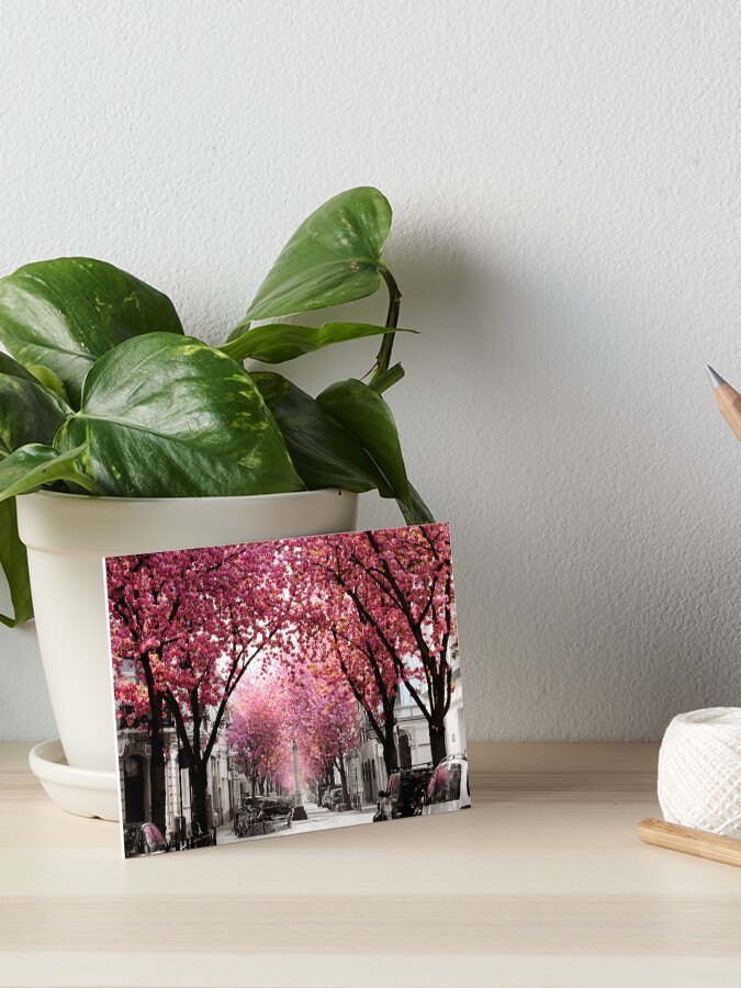 Thumbnail 1 von 2, Galeriedruck, Kirschblüte Bonn, Bester Tag im Frühling designt und verkauft von VictoriaBonn.