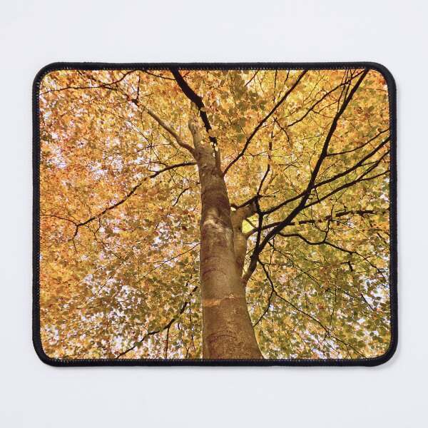 Item preview, Beech Canopy Autumn Colour designed and sold by Jim Key.