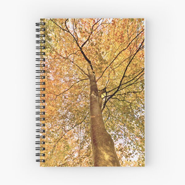 Item preview, Beech Canopy Autumn Colour designed and sold by Jim Key.