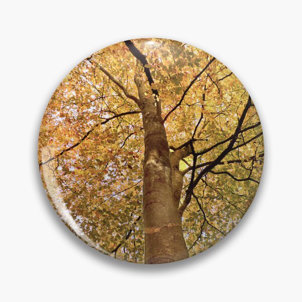 Item preview, Beech Canopy Autumn Colour designed and sold by Jim Key.