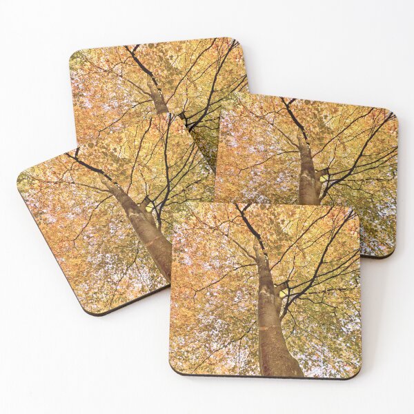 Item preview, Beech Canopy Autumn Colour designed and sold by Jim Key.