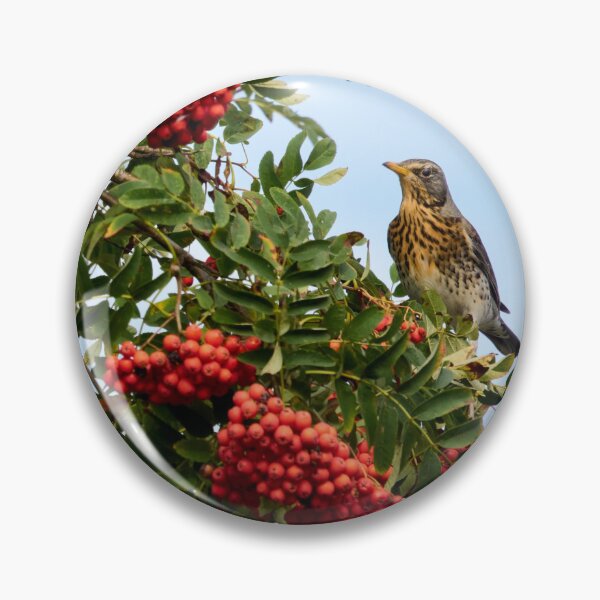 Item preview, All the berries just for me. Fieldfare designed and sold by Jouko Lehto Photography.