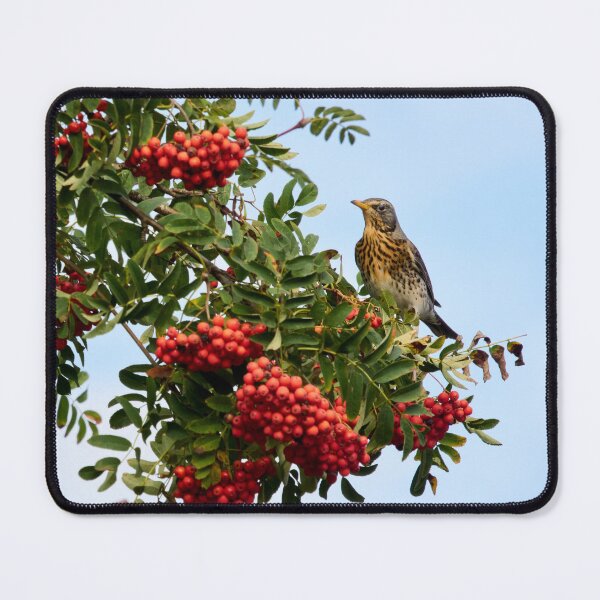 Item preview, All the berries just for me. Fieldfare designed and sold by Jouko Lehto Photography.