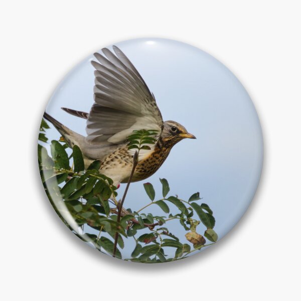 Item preview, Landing zone. Fieldfare designed and sold by Jouko Lehto Photography.