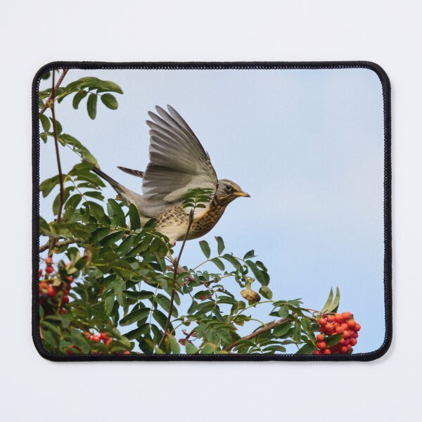 Item preview, Landing zone. Fieldfare designed and sold by Jouko Lehto Photography.