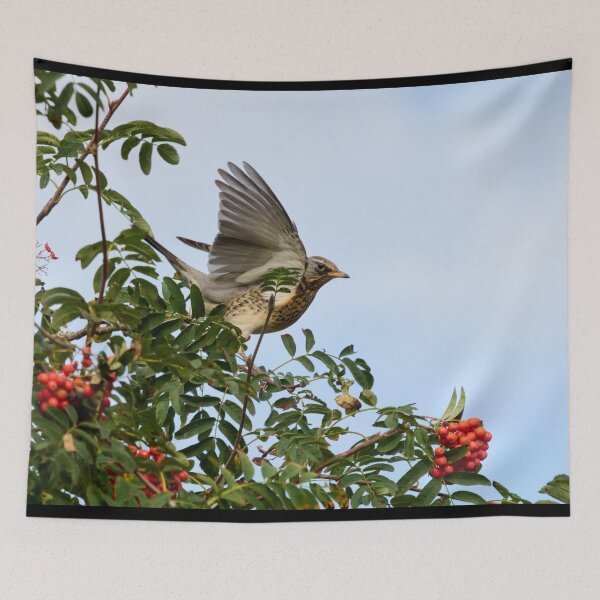 Item preview, Landing zone. Fieldfare designed and sold by Jouko Lehto Photography.
