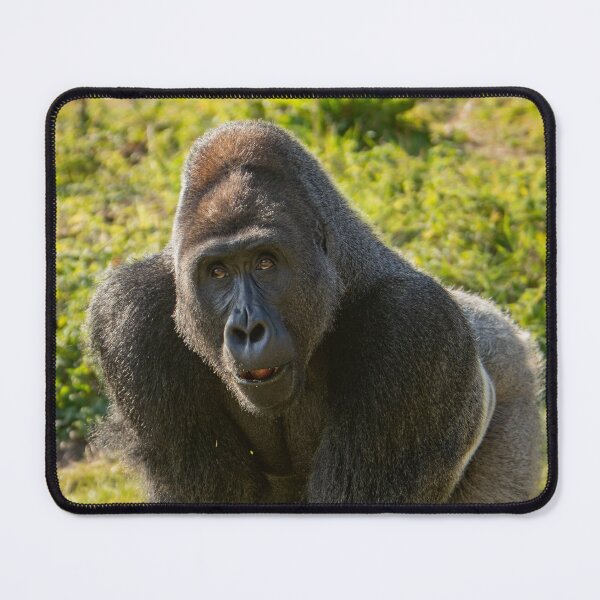 Item preview, A Goofy Silverback Gorilla designed and sold by flossygibbon.