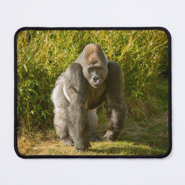 Item preview, Silverback Gorilla  designed and sold by flossygibbon.