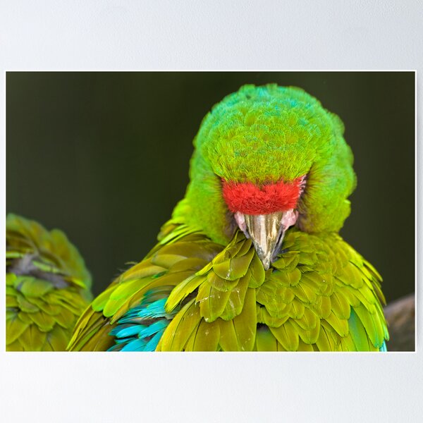Military Macaw (Ara militaris) Poster