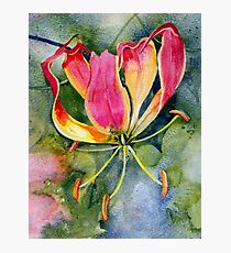 Gloriosa Lily Photographic Print