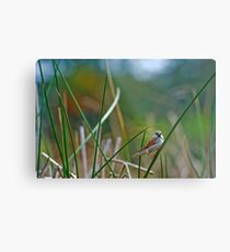 Sparrow (Passer domesticus) Metal Print