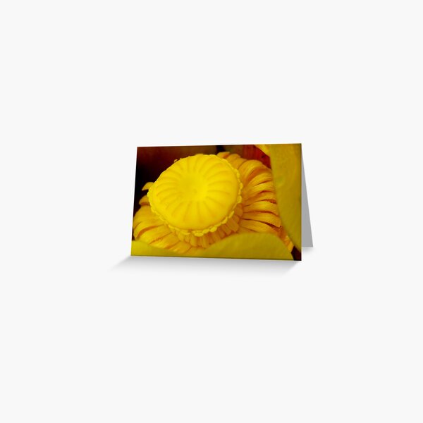 Yellow Pond Lily Greeting Card