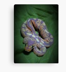 Banana ball python Canvas Print