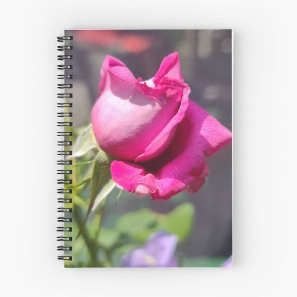 Item preview, Pink summer rose designed and sold by MydNyte269.