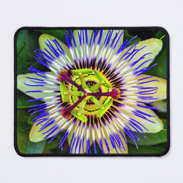 Item preview, Passion Flower Summer Flowering Plant designed and sold by AndyEvansPhotos.