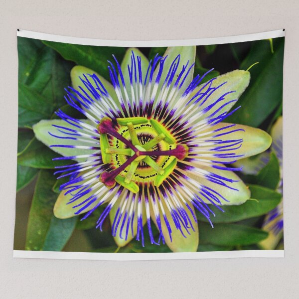 Item preview, Passion Flower Summer Flowering Plant designed and sold by AndyEvansPhotos.