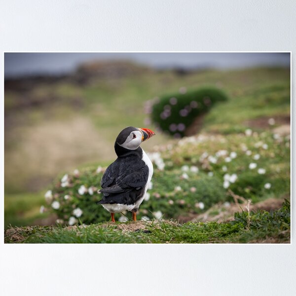 Item preview, Puffin Portrait designed and sold by heidipics.