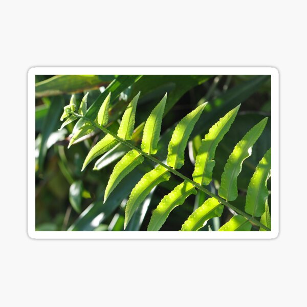 Item preview, Kimberley Queen Fern highlighted by sunlight designed and sold by IPPhotography.