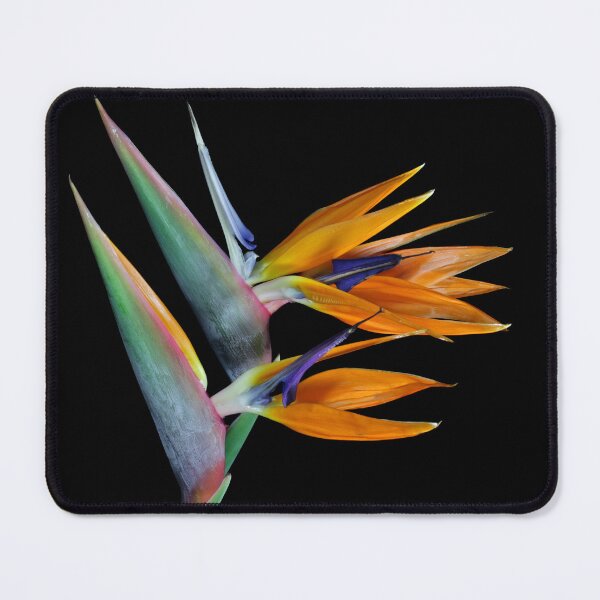 Item preview, Taking Flight designed and sold by Krys Bailey.