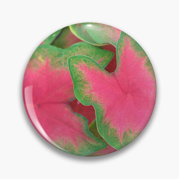 Item preview, Lovely pink and green Heart of Jesus plant leaves designed and sold by IPPhotography.