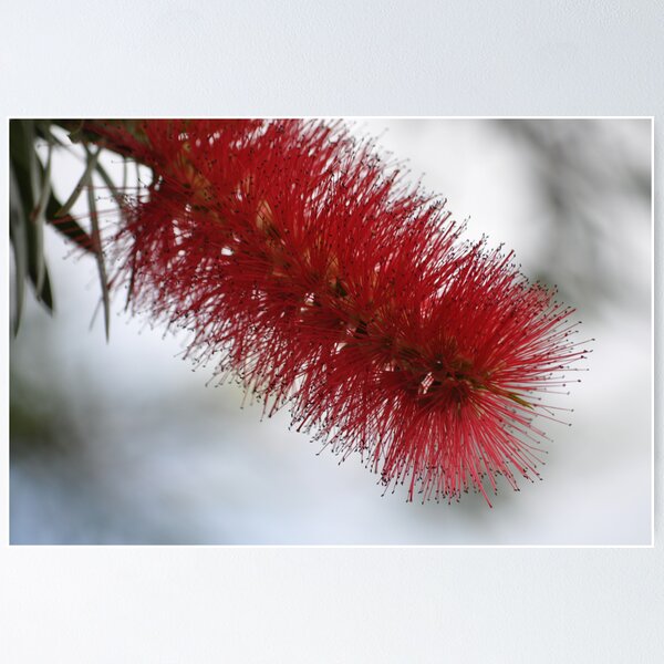 Item preview, The Bottle Brush designed and sold by Peter Jennings.