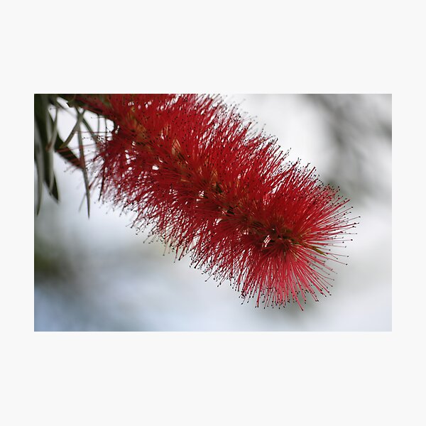 Item preview, The Bottle Brush designed and sold by Peter Jennings.