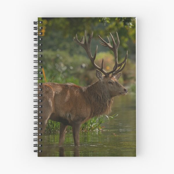 Item preview, Fine Stag.  designed and sold by JoHackman.