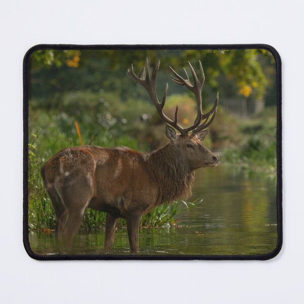 Item preview, Fine Stag.  designed and sold by JoHackman.