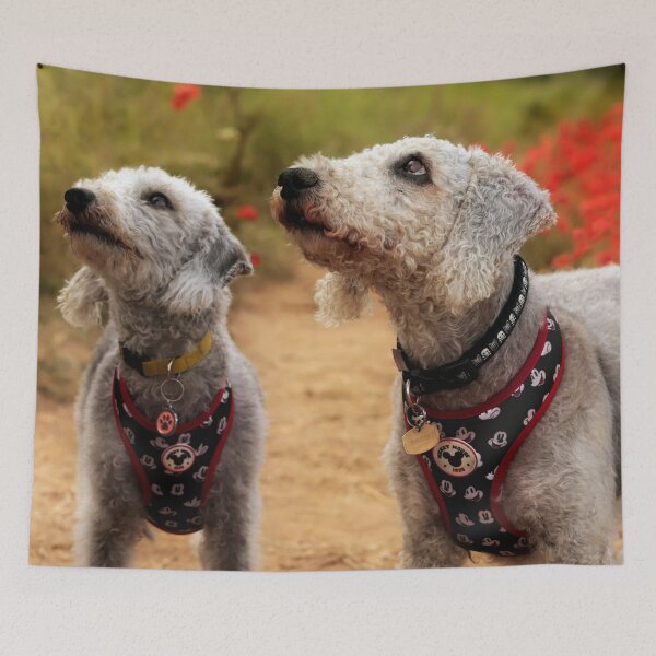 Aperçu de l'œuvre Bedlington Terrier 3 créée et vendue par Terri Waters Photography & Design.