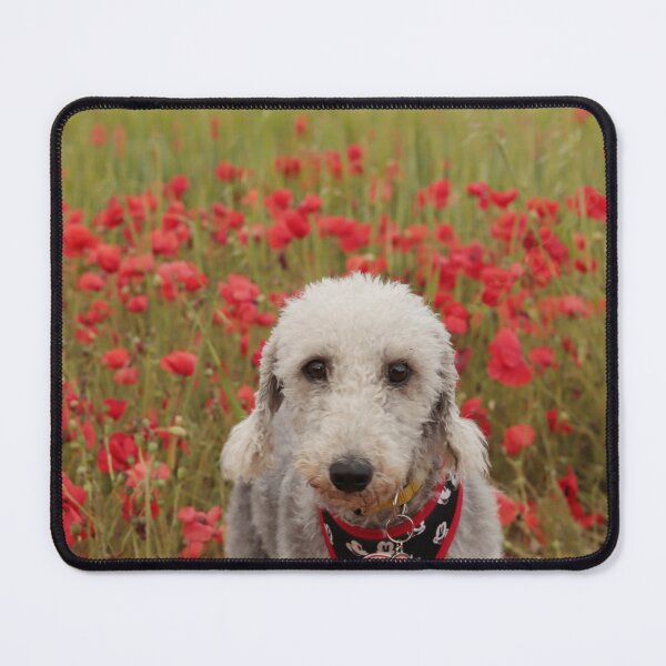 Item preview, Bedlington Terrier 11 designed and sold by Terri Waters Photography & Design.