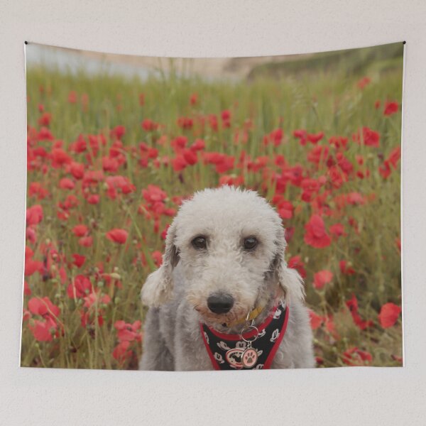 Item preview, Bedlington Terrier 11 designed and sold by Terri Waters Photography & Design.