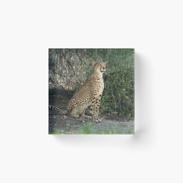 Item preview, Cheetah is the fastest land animal...... designed and sold by DonnaMoore.