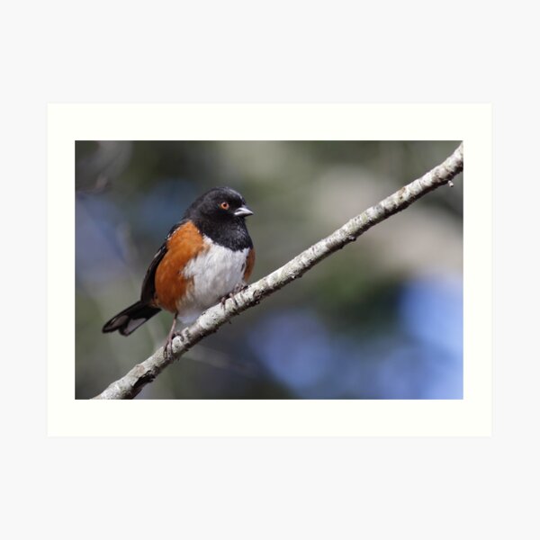 Spotted Towhee Art Print