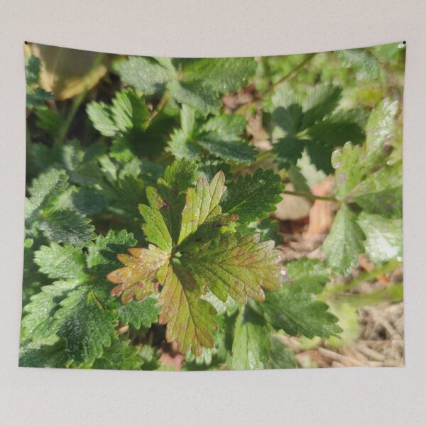 Item preview, Sparkling and cute little green leaves in fall!  designed and sold by tshuki.