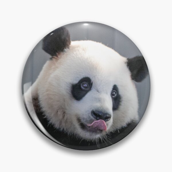 Item preview, Giant Panda Xiao Qi Ji at the Smithsonian's National Zoo designed and sold by Zoo and Nature Photography by Karie.