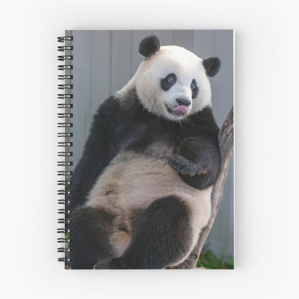 Item preview, Giant Panda Xiao Qi Ji at the Smithsonian's National Zoo designed and sold by Zoo and Nature Photography by Karie.